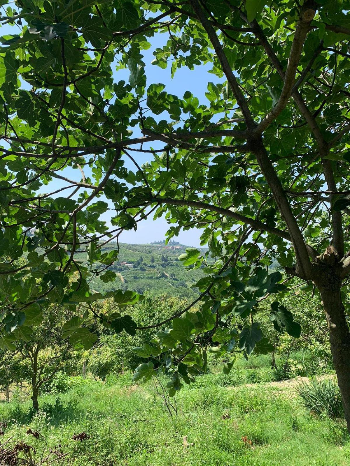 Agriturismo Cascina Anri Mango Exteriér fotografie